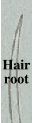 A hair root illustrates how something so common can become a significant lesson on the way life needs things to supply itself.
