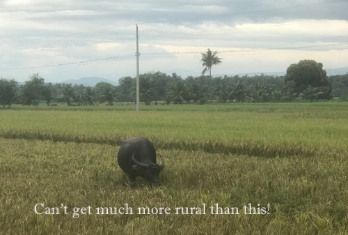 Rice field by the church where a seminar was held