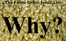 The Fallen Grain: Jesus' Life