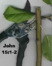 Pruningin John 15:2