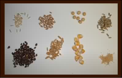 eight kinds of grains