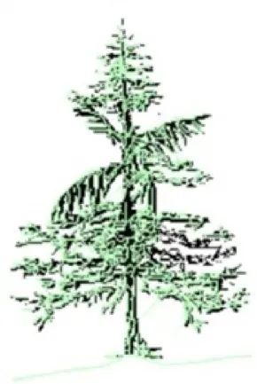 Grafted tree illustration