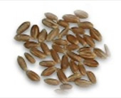 Wheat_Seeds_kernels
