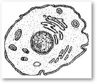 Illustration of a cell group as a living cell