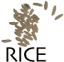 Rice kernels